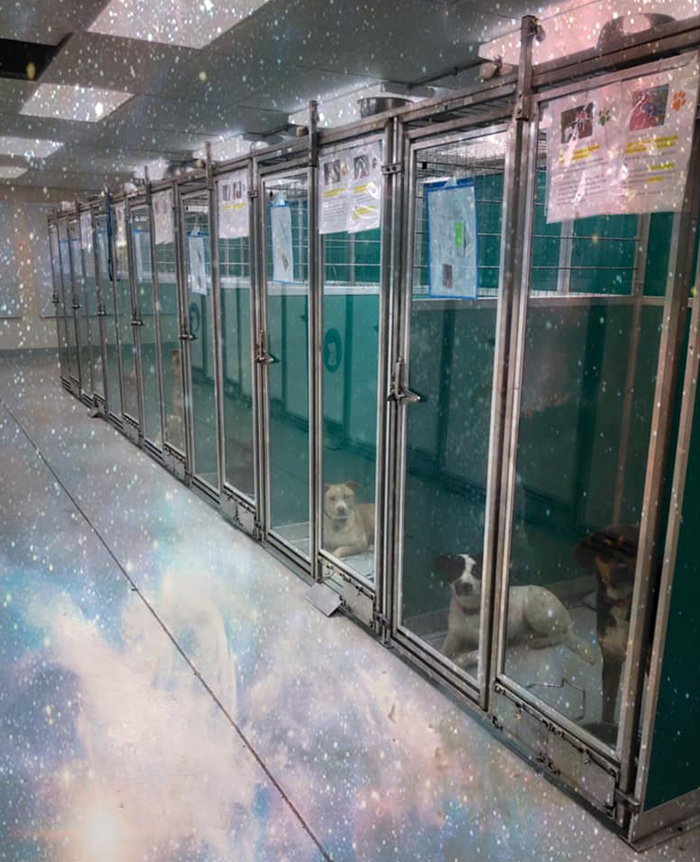 This Animal Shelter Asks People To Raid Them Instead Of Area 51