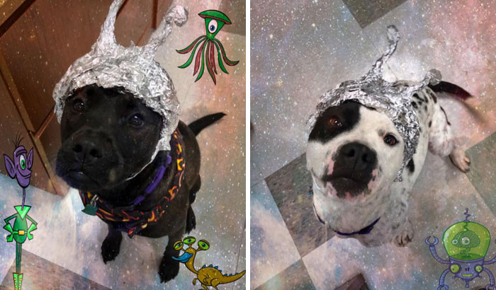 This Animal Shelter Asks People To Raid Them Instead Of Area 51