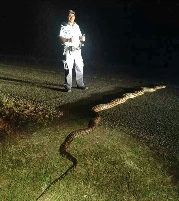 In Australia, Snakes Need A Police Escort