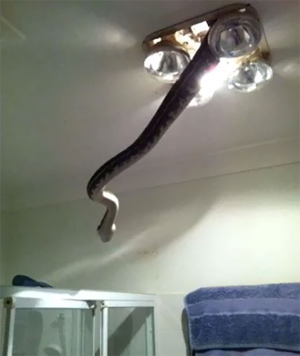 In Australia Everything Is Trying To Kill You. Even Your Ceiling Lamp