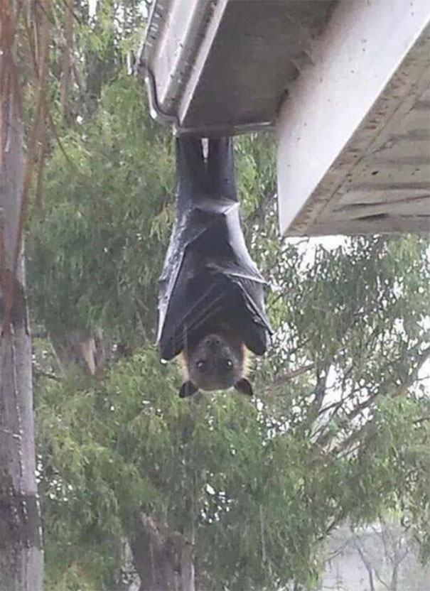Roofhanger. Suspended Grey Headed Flying Fox, A Megabat Native To Australia