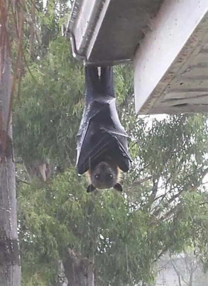 Zorro volador gris colgando del tejado