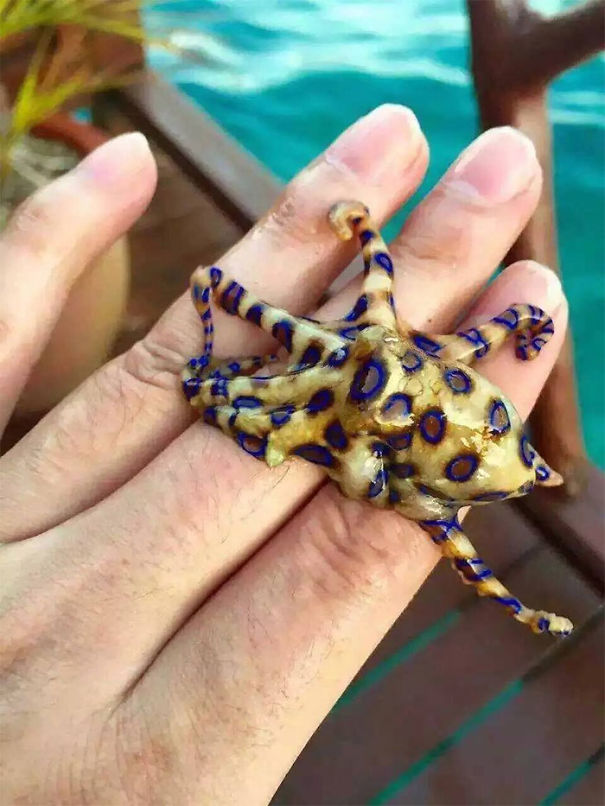 Blue-Ringed Octopus (Highly Venomous) On Hand