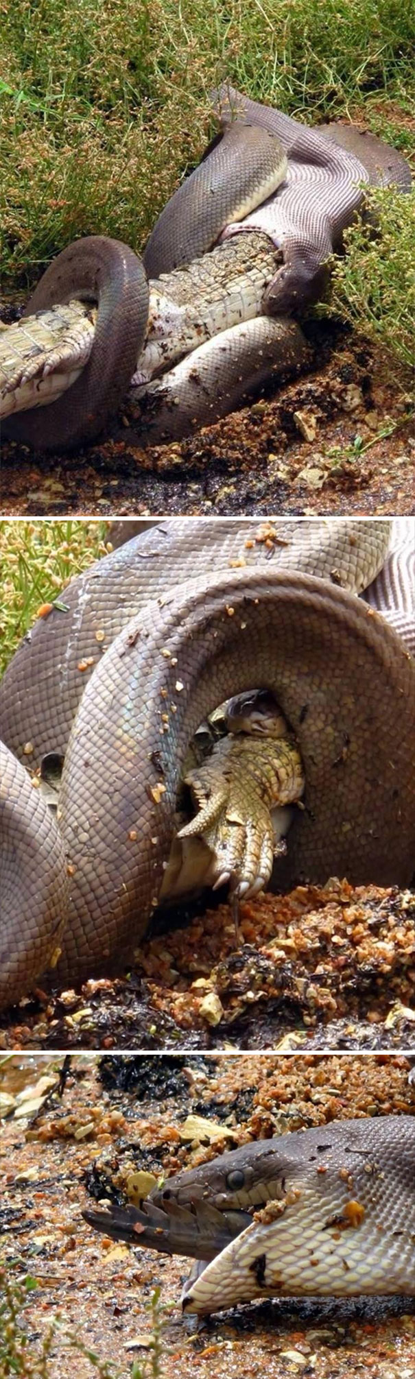 Australia Is The Land Of 'Nope', And Here Are 40 Pics Proving It | Bored  Panda