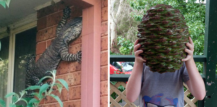 Australia Is The Land Of ‘Nope’, And Here Are 40 Pictures Proving It