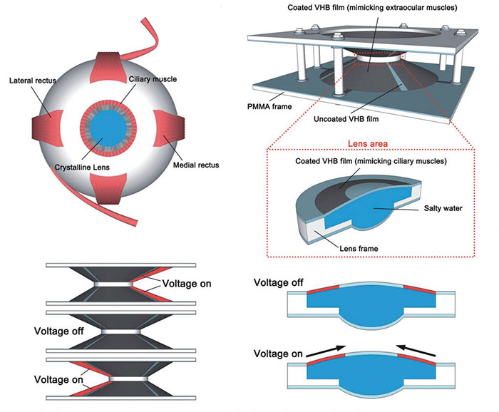 Scientists Create Contact Lenses That Allow Wearer To Zoom By Blinking Twice