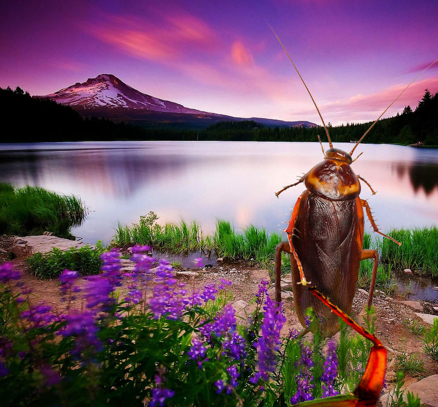 The Cockroach With An Instagram