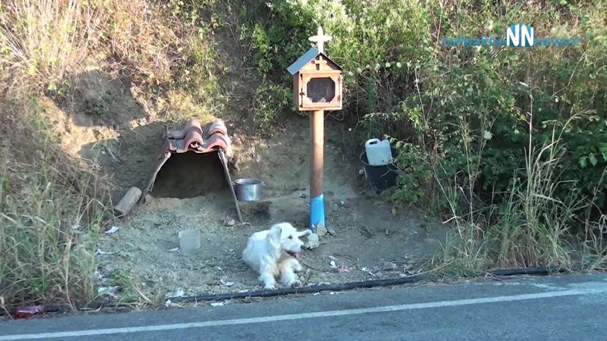 Loyal Dog Refuses To Leave His Owner’s Car Crash Site For 18 Months So Locals Built Him A Home