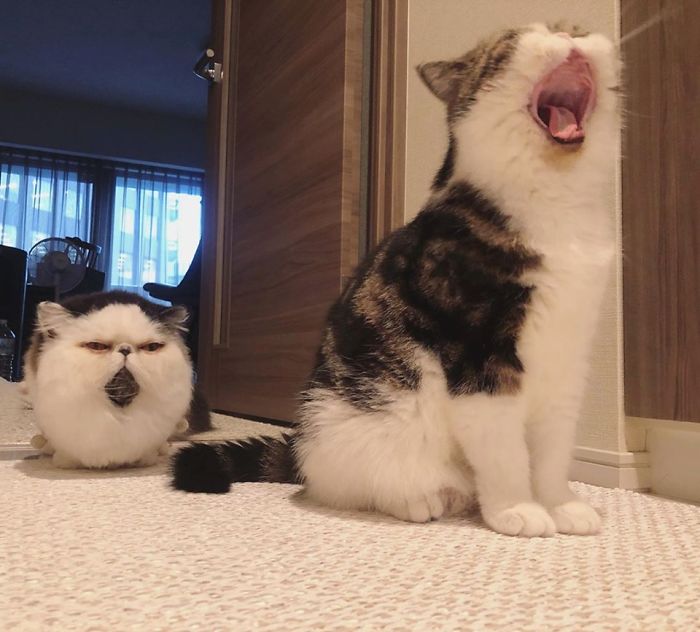 Meet Zuu - The Cat Who Embodies The Feeling When You Hear Your Alarm Clock Start Ringing