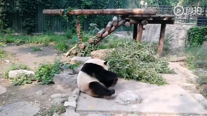 Tourists Throw Rocks At Panda Because They're Bored She's Sleeping