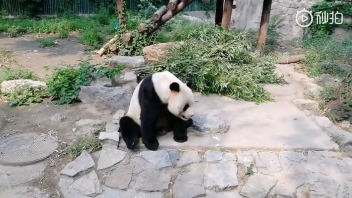 Tourists Throw Rocks At Panda Because They're Bored She's Sleeping