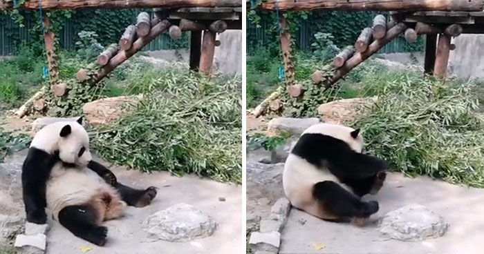 Tourists Throw Rocks At Panda Because They’re Bored She’s Sleeping