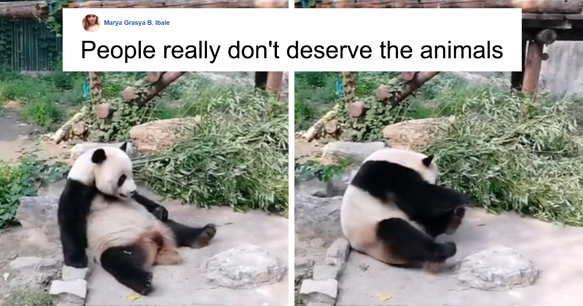 Tourists Throw Rocks At Panda Because They're Bored She's Sleeping | Bored  Panda