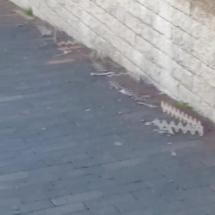 Esta cacatúa enfadada arrancó unos pinchos anti-pájaros y los tiró al suelo