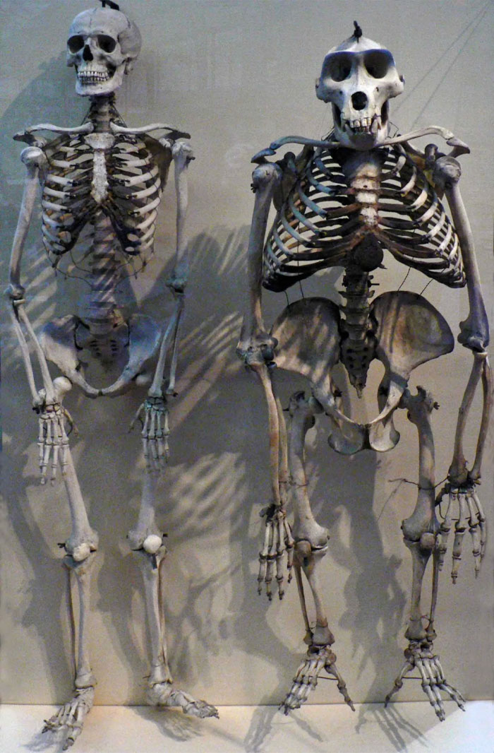 Esqueleto humano comparado al esqueleto de un gorila