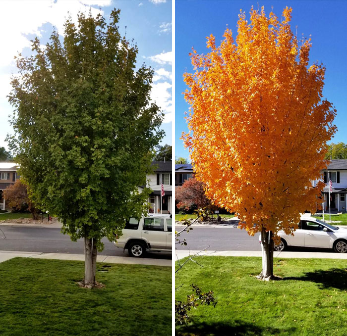 The Difference 11 Days Can Make For This Maple Tree