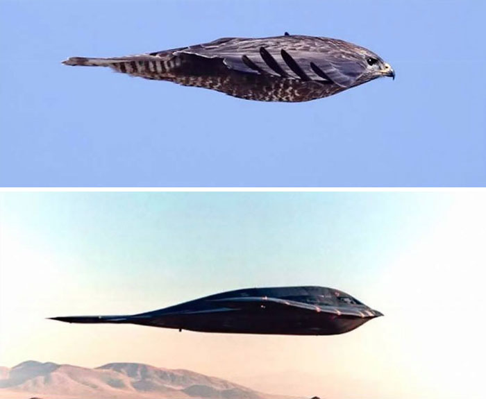 Bombardero B2 Stealth comparado con un halcón