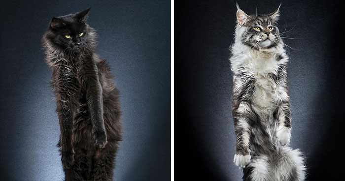 Photo Series About Standing Cats That I Made After Observing My Own Cat’s Movements (35 Pics)