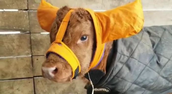 Turns Out, Farmers Are Protecting Their Calves From Frostbite With Earmuffs, And It’s Too Cute