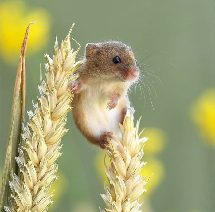 cute-harvest-mouses-dean-mason-photography-2-5d244752a8e91__700.jpg