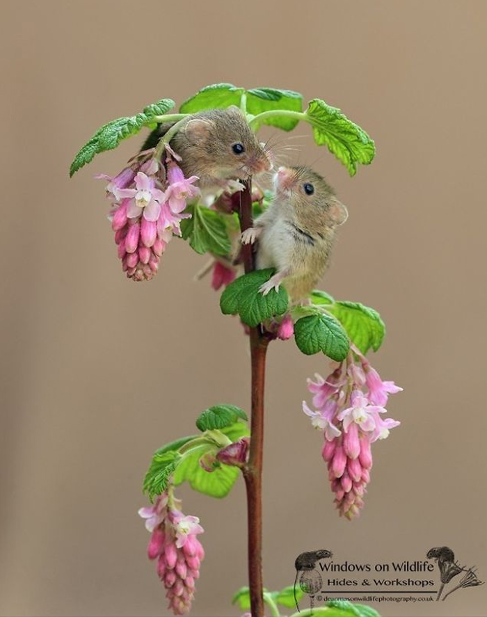 Cute-Harvest-Mouses-Dean-Mason-Photography