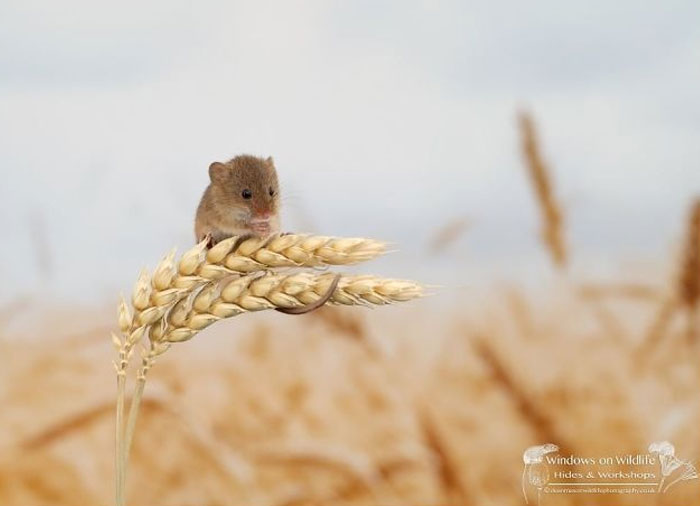 Cute-Harvest-Mouses-Dean-Mason-Photography