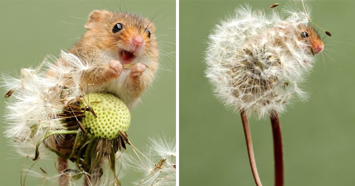 35 Adorable Photos Of Harvest Mice Living Their Tiny Lives By Dean Mason