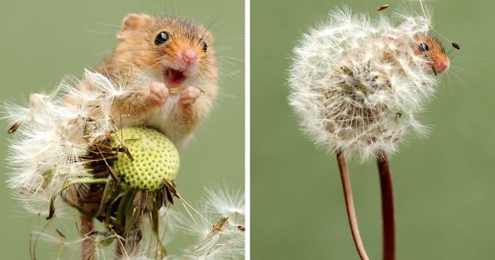 Geometri öğle vakti benim  35 Adorable Photos Of Harvest Mice Living Their Tiny Lives By Dean Mason |  Bored Panda