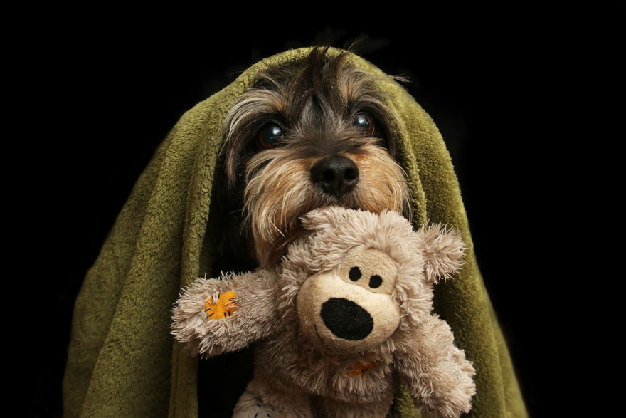 I Love Dogs Because… 1st Place Winner, ‘Doggy Bed Time’ By Mariah Mobley, USA