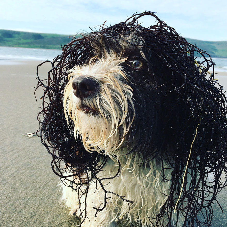 Young Pup Photographer (Aged 11 Years And Under) 1st Place Winner, 'Sea Dog' By Sabine Wolpert, USA