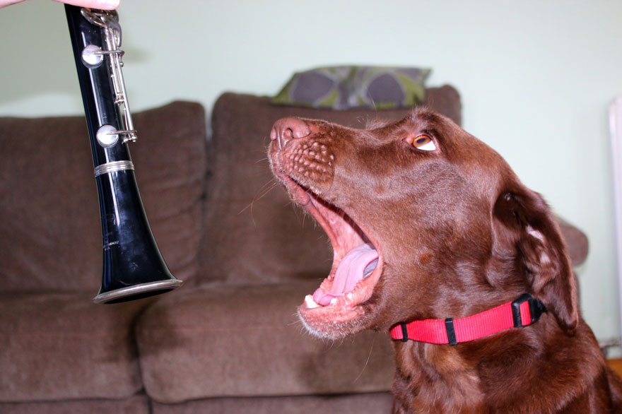 Young Pup Photographer 2nd Place Winner, ‘Maisie’s Music’ By Eilidh Shannon, UK