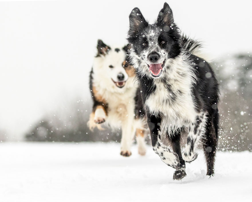 Special Mention Dogs At Play Category, “A Snowy Chase” By Louise Farrell, UK