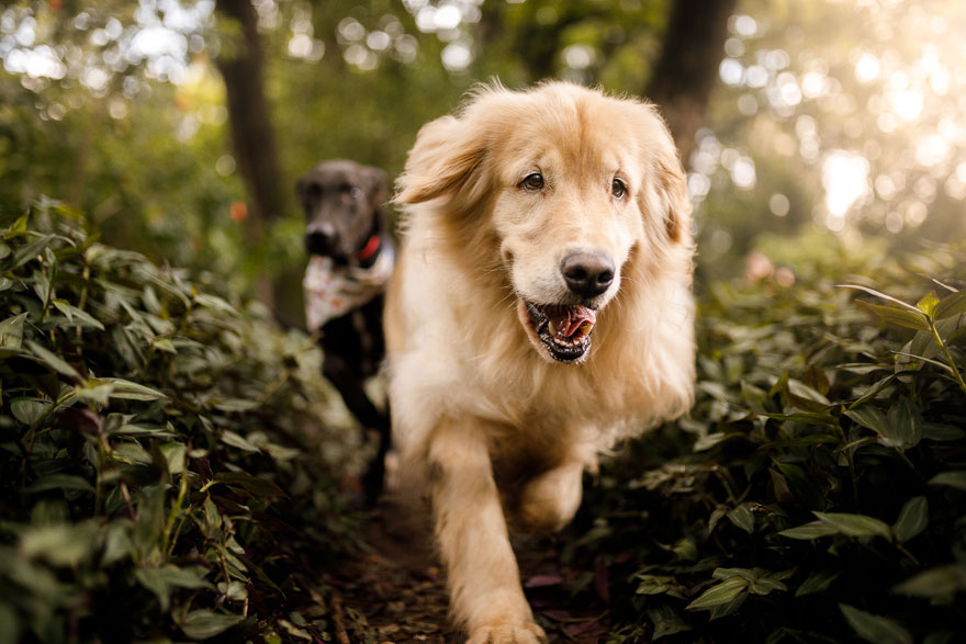 Special Mention Rescue Dogs Charity Category, ‘Free To Run’ By Rodrigo Capuski, Brazil