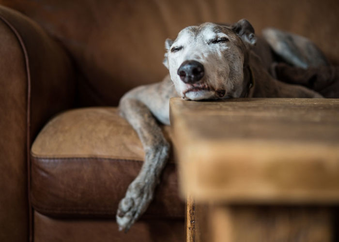 Oldies Category, 3rd Place Winner, ‘Contented’ By Susan Lang, United Kingdom