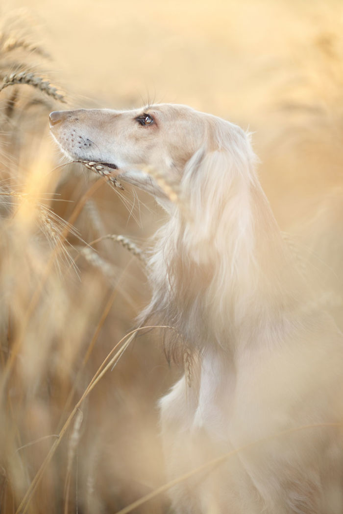 Portrait 1st Place Winner, ‘Honey Saluki’ By Anastasia Vetkovskaya, Russia