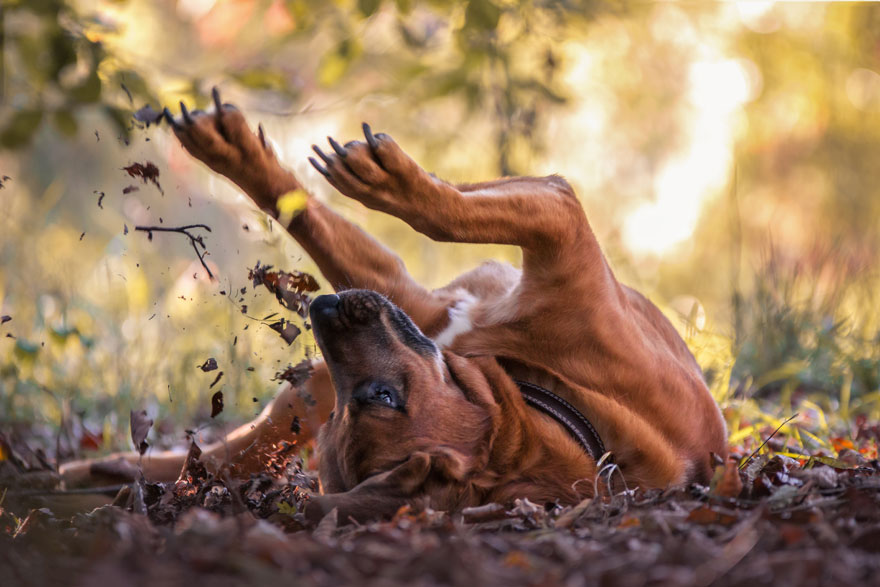 Dogs At Play Category 3rd Place Winner, ‘The Joy Of Living’ By Angela Blewaska, Germany