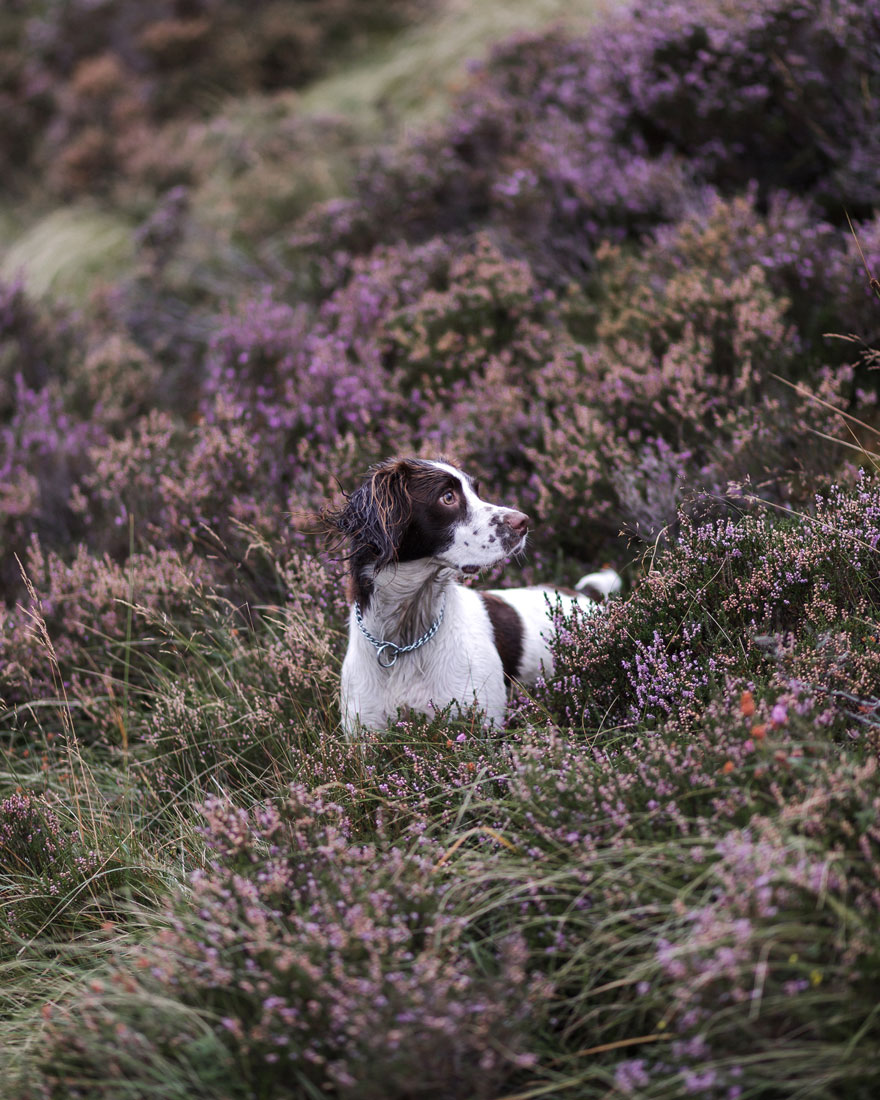 Dogs At Work 2nd Place Winner, ‘Among Hills And Heather’ By Katie Behan, United Kingdom