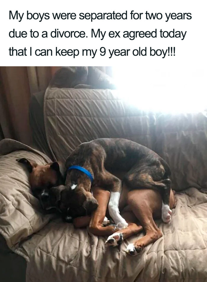 Wholesome-Dog-Posts