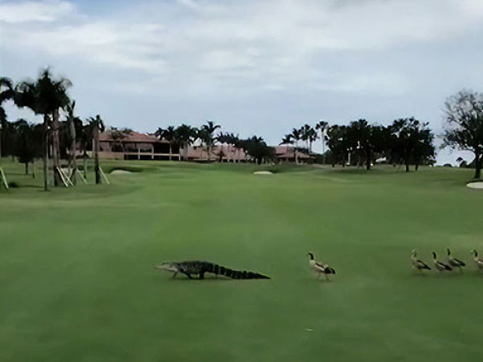 Angry Ducks interrumpe el juego de golf persiguiendo a un caimán por el campo