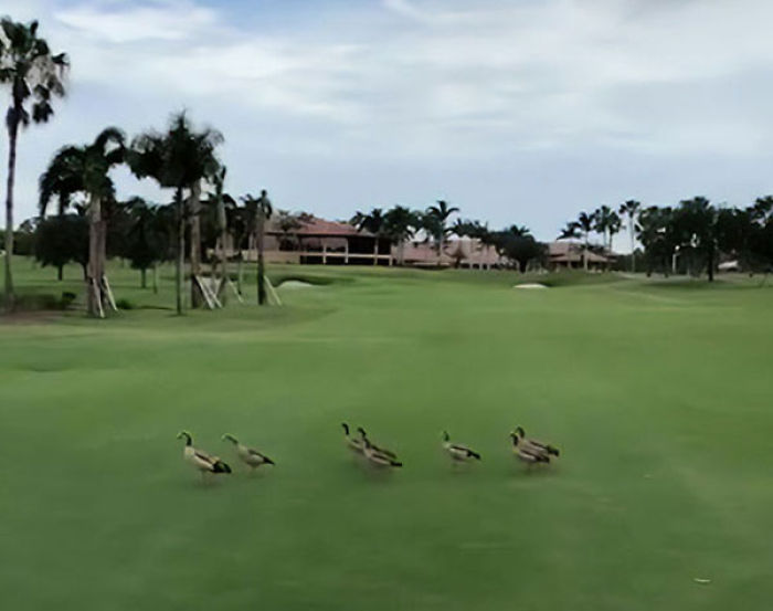 Unos gansos cabreados irrumpen en un campo de golf persiguiendo a un aligator