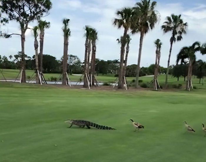 Angry Ducks interrumpe el juego de golf persiguiendo a un caimán por el campo