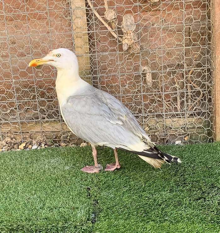 People Rescue 'Exotic' Bird That Couldn't Fly, Turns Out It's A Seagull Covered In Curry