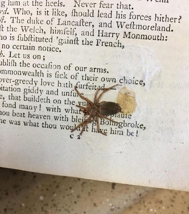 Spider In A Book. One Of My Coworkers Found This In Volume 3 Of "The Family Shakespeare" From 1807