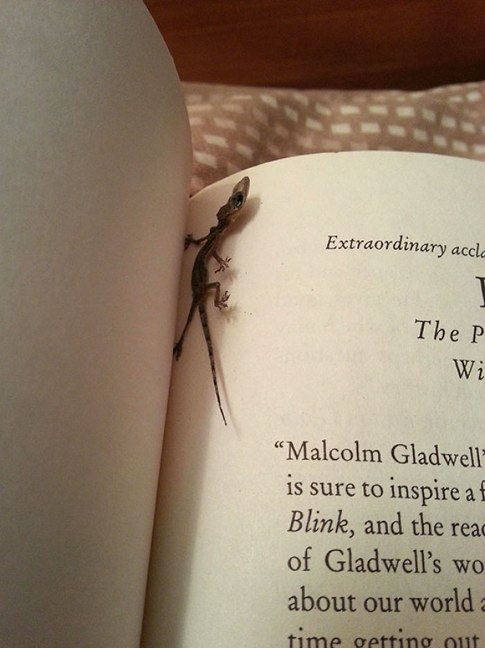 He encontrado una lagartija desecada entre las páginas de mi libro