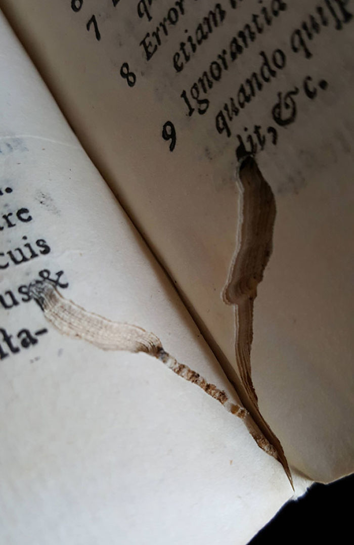 Piojo de los libros muerto dentro de un libro del siglo XVI