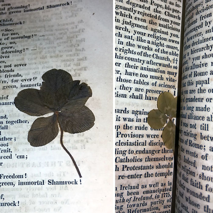 Tréboles de 4 y 5 hojas encontrados en un libro de casi 200 años