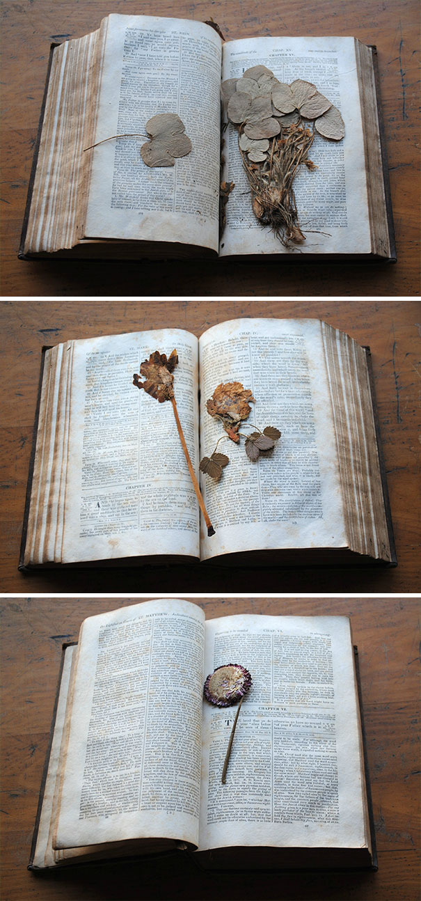 Found A Garden's Worth Of Pressed Flowers And Plants In A Book From 1833