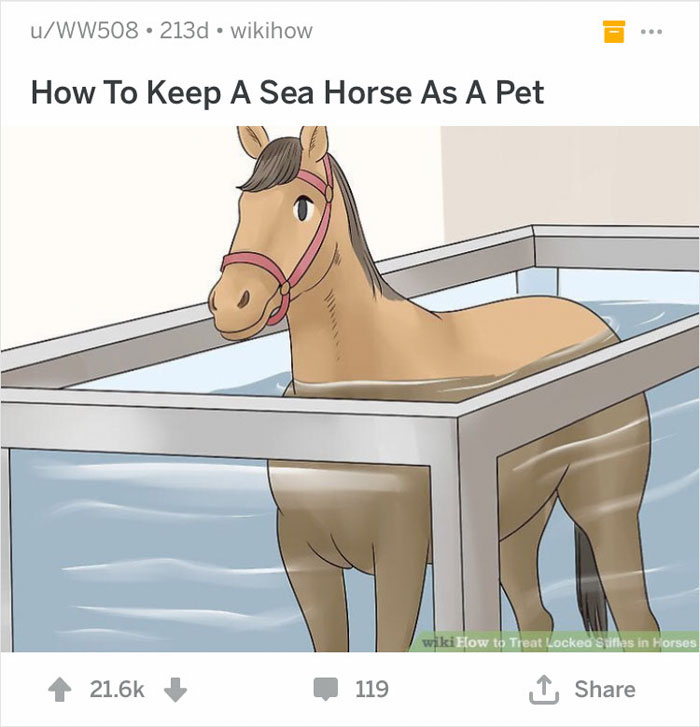 How To Keep A Seahorse