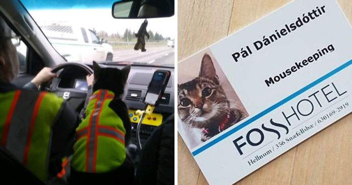 People Are Posting Photos Of Working Cats (25 Pics)