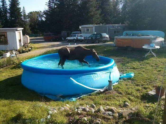 I Just Got A Wrong Number Text From A Stranger That Said: “Hey Can We Use Ur Pool There’s A Moose In Ours”